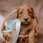 Django-male-cockapoo-puppy-for-sale- (1)