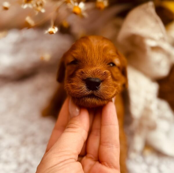 Django Cockapoo Django Cockapoo
