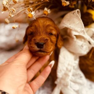 Django Cockapoo Django Cockapoo