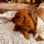 Django-male-cockapoo-puppy-for-sale- (3)