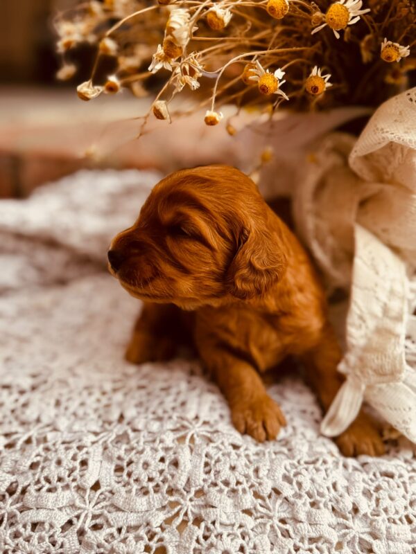 Django Cockapoo Django Cockapoo