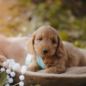Django Cockapoo Django Cockapoo