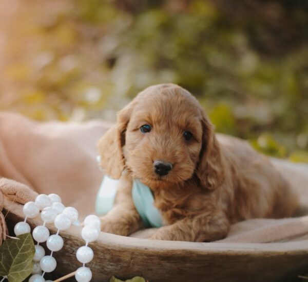 Django Cockapoo Django Cockapoo