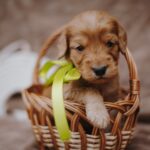 Dodge-male-cockapoo-puppy-for-sale- (2)