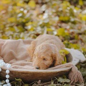 Dodge Cockapoo Dodge Cockapoo