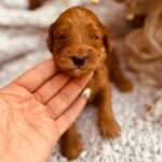 Dodge-male-male-cockapoo-puppy-for-sale- (1)