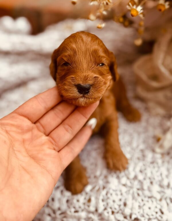 Dodge Cockapoo Dodge Cockapoo