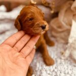 Dodge-male-male-cockapoo-puppy-for-sale- (2)