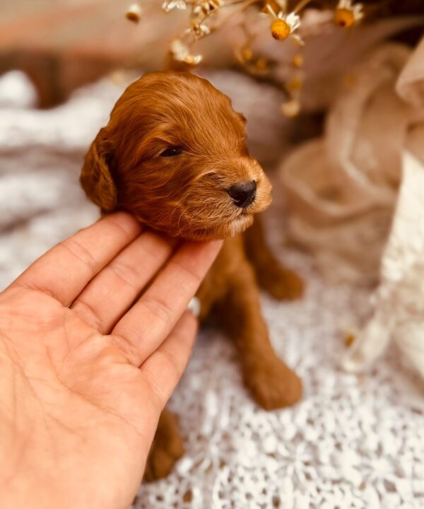 Dodge Cockapoo Dodge Cockapoo