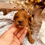 Dodge-male-male-cockapoo-puppy-for-sale- (3)