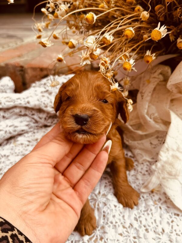 Dodge Cockapoo Dodge Cockapoo
