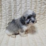 Dolli-female-havanese-puppy-for-sale- (1)