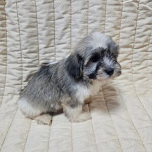 Dolli Havanese Dolli Havanese