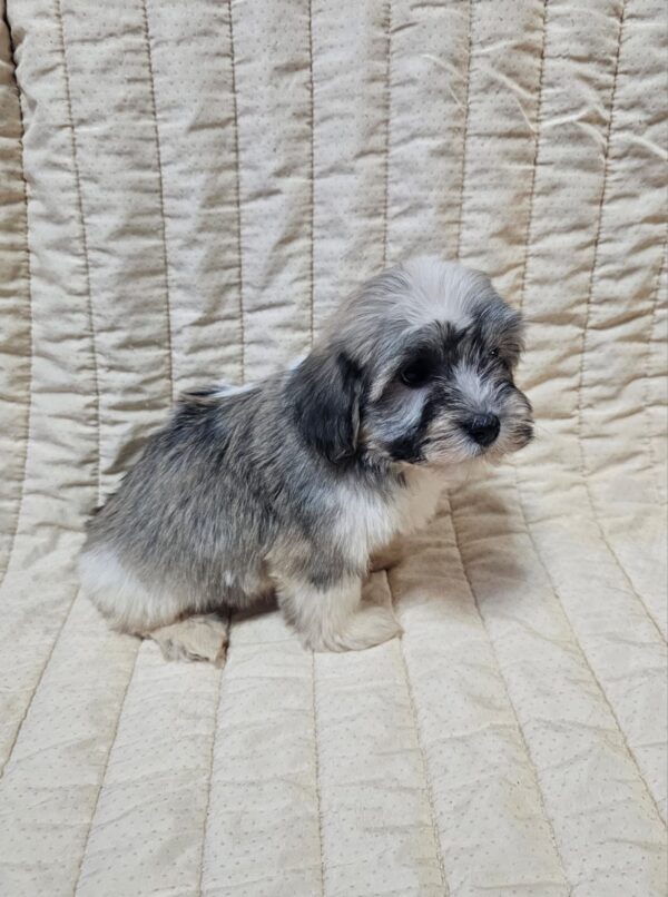 Dolli Havanese Dolli Havanese