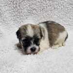 Dolli-female-havanese-puppy-for-sale- (1)