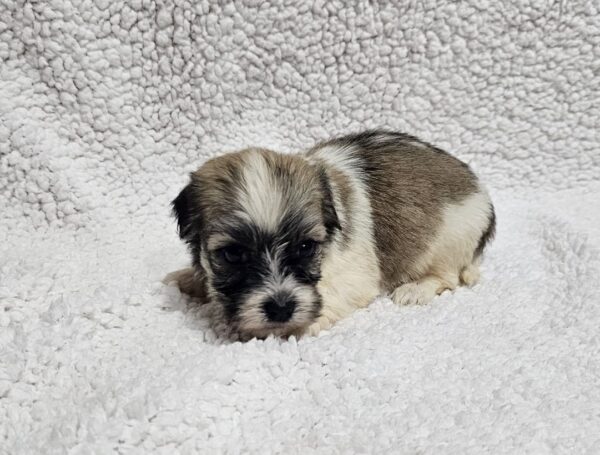 Dolli Havanese Dolli Havanese