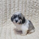 Dolli-female-havanese-puppy-for-sale- (2)