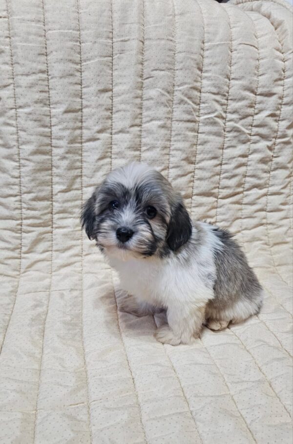 Dolli Havanese Dolli Havanese