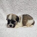 Dolli-female-havanese-puppy-for-sale- (2)