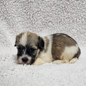 Dolli Havanese Dolli Havanese