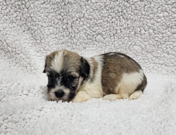 Dolli Havanese Dolli Havanese