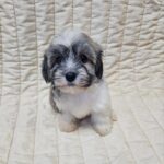 Dolli-female-havanese-puppy-for-sale- (3)