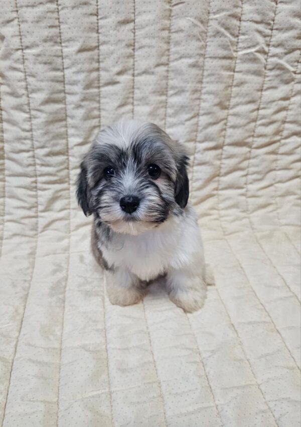 Dolli Havanese Dolli Havanese