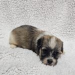 Dolli-female-havanese-puppy-for-sale- (3)