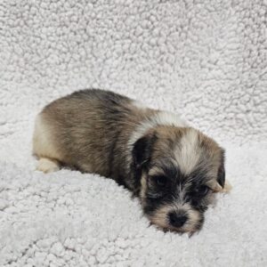 Dolli Havanese Dolli Havanese