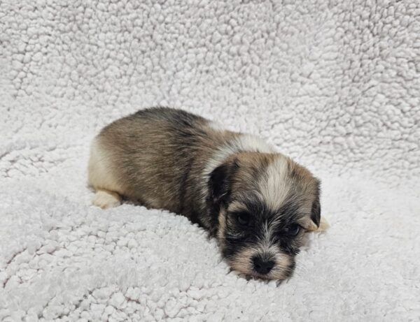 Dolli Havanese Dolli Havanese
