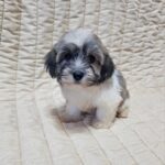 Dolli-female-havanese-puppy-for-sale- (4)