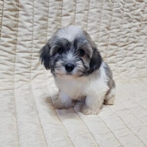 Dolli Havanese Dolli Havanese