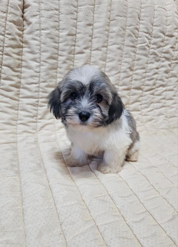 Dolli Havanese Dolli Havanese