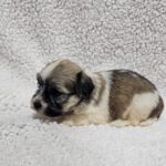Dolli-female-havanese-puppy-for-sale- (4)
