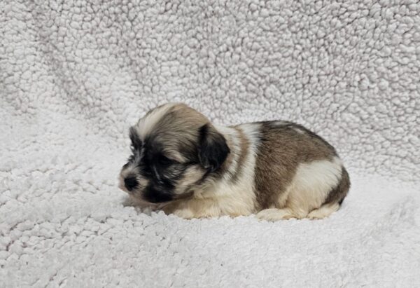 Dolli Havanese Dolli Havanese