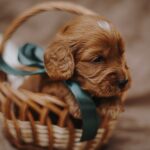 Don-Corleone-male-cockapoo-puppy-for-sale- (1)