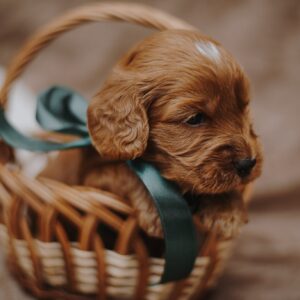 Don Corleone Cockapoo Don Corleone Cockapoo