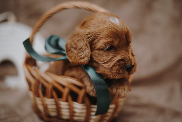 Don Corleone Cockapoo Don Corleone Cockapoo