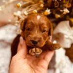 Don-Corleone-male-cockapoo-puppy-for-sale- (1)