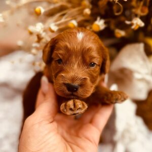 Don Corleone Cockapoo Don Corleone Cockapoo