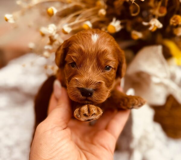 Don Corleone Cockapoo Don Corleone Cockapoo