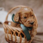 Don-Corleone-male-cockapoo-puppy-for-sale- (2)