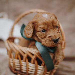 Don Corleone Cockapoo Don Corleone Cockapoo