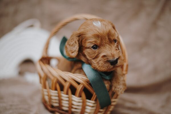 Don Corleone Cockapoo Don Corleone Cockapoo