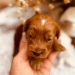 Don-Corleone-male-cockapoo-puppy-for-sale- (2)