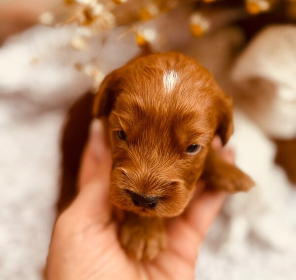 Don Corleone Cockapoo Don Corleone Cockapoo