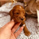 Don-Corleone-male-cockapoo-puppy-for-sale- (3)