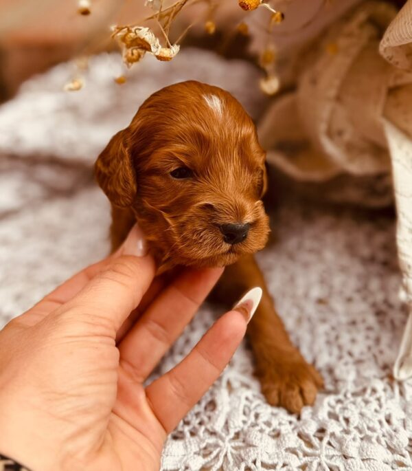 Don Corleone Cockapoo Don Corleone Cockapoo