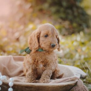 Don Corleone Cockapoo Don Corleone Cockapoo