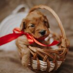 Doris-female-cockapoo-puppy-for-sale- (1)